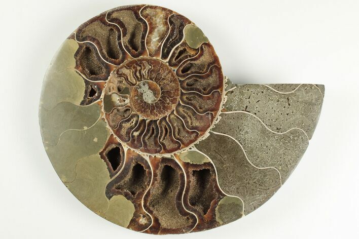 Bargain, Cut & Polished Ammonite Fossil (Half) - Madagascar #200094